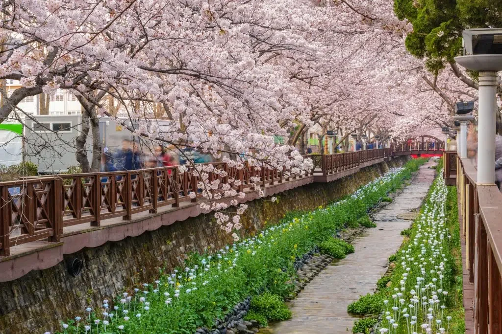 Cherry Blossom South Korea